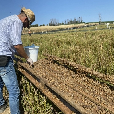 Bava di lumaca, a Rimini i più importanti laboratori di ricerca