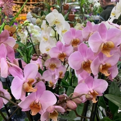 ORCHIDAY 