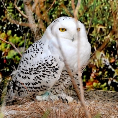 Carnevale 2023 al Bioparco di Roma