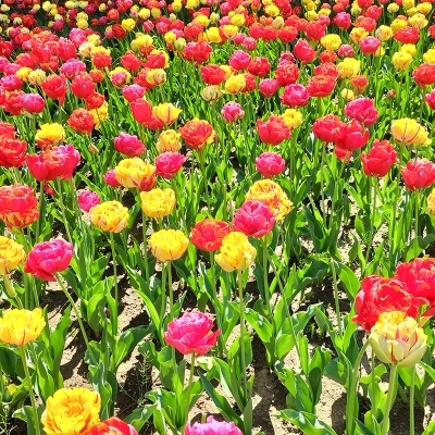 Verbania Accoglie La Primavera, La Straordinaria Fioritura di 80Mila Varietà di Bulbose