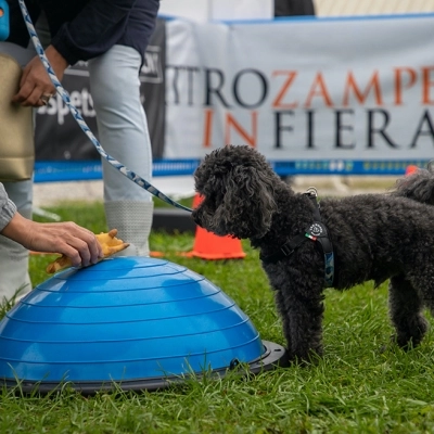 Arriva a Napoli Quattrozampeinfiera,  la grande manifestazione per gli amanti di cani e gatti 