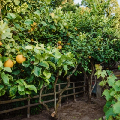  Il Lusso del Silenzio: Il Boutique Hotel Dove il Benessere Passa tra Comfort e Giardini Votati alla Calma 