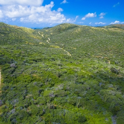 Arikok: il cuore verde di Aruba