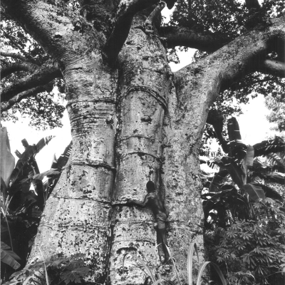 Mario De Biasi - Naturalis Historia