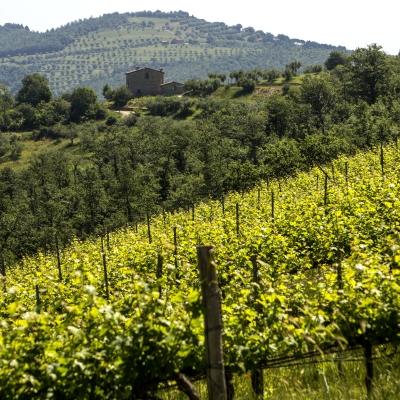 GRENACHES DU MONDE: SETTE MEDAGLIE PER I VINI DEL CONSORZIO TRASIMENO