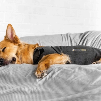 In vacanza con Fido: viaggio senza stress con ThunderShirt, il cappottino rilassante