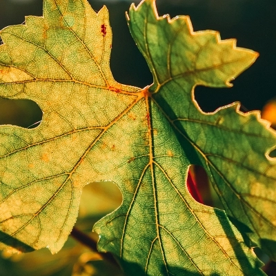 Tesori Enologici di Sardegna: Viaggio Sensoriale tra Cantine e Vitigni Emblematici