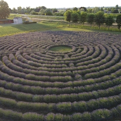 Un week end dal profumo di lavanda a Va Oltre La Tenuta  sabato 5 e domenica 6 agosto a Bovolenta, Padova