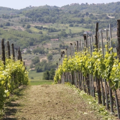 La cantina irpina Donnachiara tra le 36 migliori al mondo per Wine&Spirits