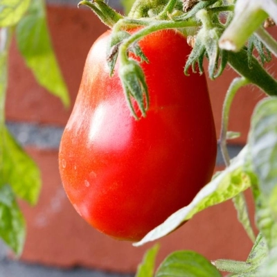 Sogno e Realtà: Il Pomodoro di Montagano nell'Innovativa Visione di SoGraMed