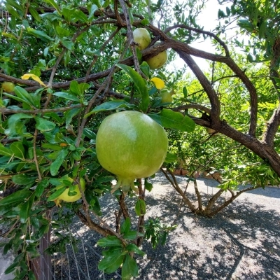 Domenica apre il Giardino della Casa del Rilievo di Telefo - si sperimenta la visita slow