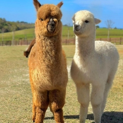 Parte il crowdfunding per sostenere la crescita della prima fattoria di Alpaca nella città di Torino