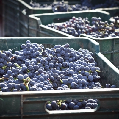 CANTINA VIGNAIOLI DEL MORELLINO DI SCANSANO VINCE SULLA PIOGGIA E SULLA PERONOSPORA GRAZIE A SOS WINE