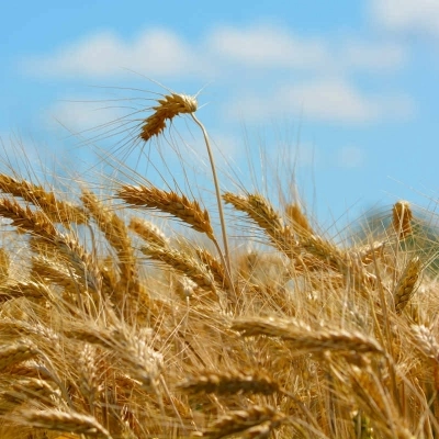 Il Gal Isc Madonie tra i soci partner del Distretto Cereali di Sicilia