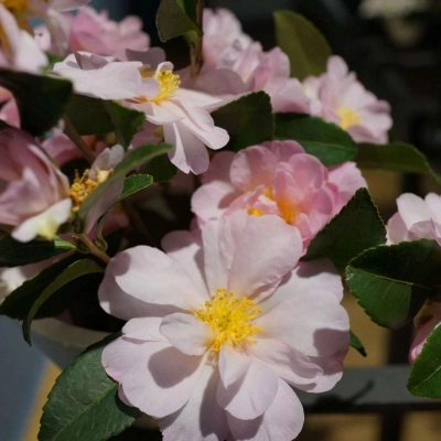 Splendore Invernale a Verbania: Tutto pronto per la XVIII Mostra della Camelia a Villa Giulia. 