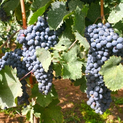 Nasce OroRe Nero, il Pallagrello Nero Igt della rinata Vigna della Reggia di Caserta