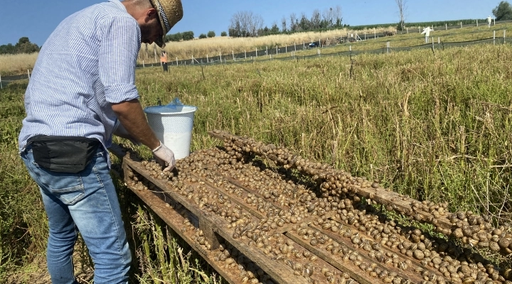 Bava di lumaca, a Rimini i più importanti laboratori di ricerca