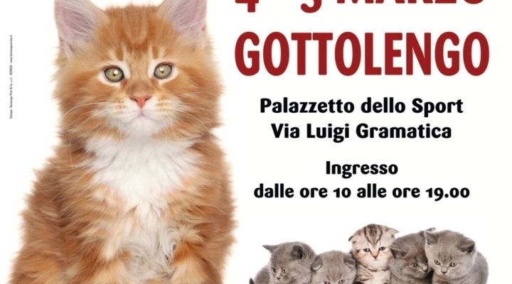 I GATTI PIU' BELLI DEL MONDO - Esposizione felina edizione speciale - GOTTOLENGO (BS)