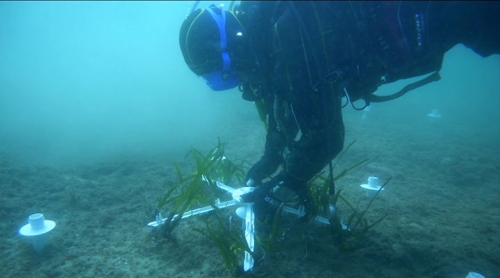 Posidonia oceanica, ACQUA GERACI a fianco di BIOSURVEY per un progetto di riforestazione nel golfo di Palermo