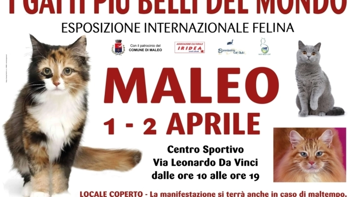 I GATTI PIU' BELLI DEL MONDO - Esposizione internazionale felina - MALEO (Lodi)