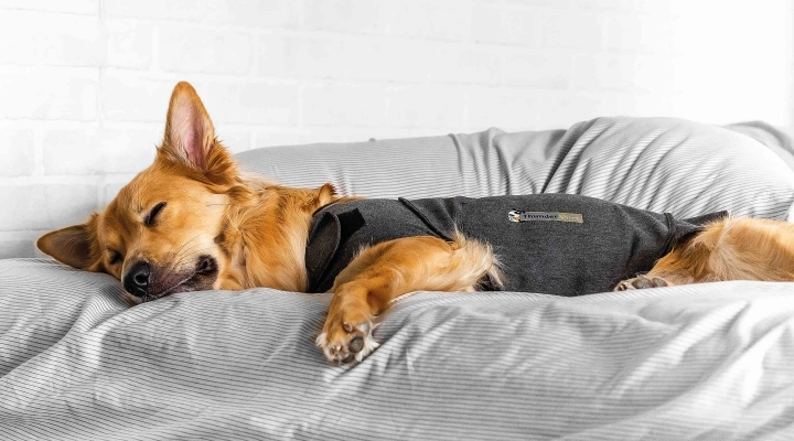 Arriva ThunderShirt, il cappottino che rilassa Fido nei momenti di stress