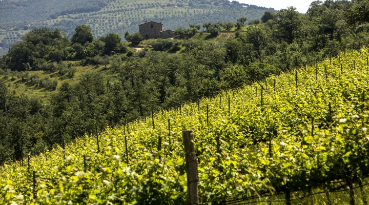 GRENACHES DU MONDE: SETTE MEDAGLIE PER I VINI DEL CONSORZIO TRASIMENO