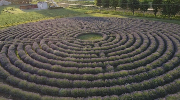 Un week end dal profumo di lavanda a Va Oltre La Tenuta  sabato 5 e domenica 6 agosto a Bovolenta, Padova