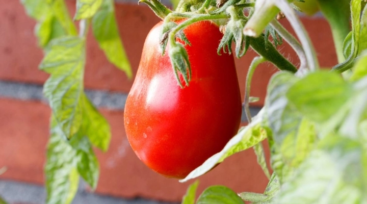 Sogno e Realtà: Il Pomodoro di Montagano nell'Innovativa Visione di SoGraMed