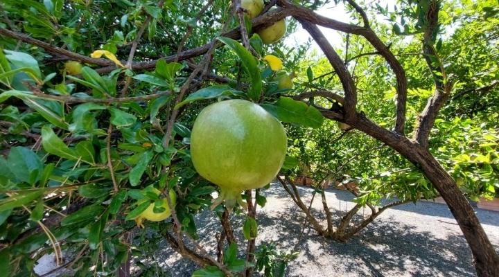 Domenica apre il Giardino della Casa del Rilievo di Telefo - si sperimenta la visita slow