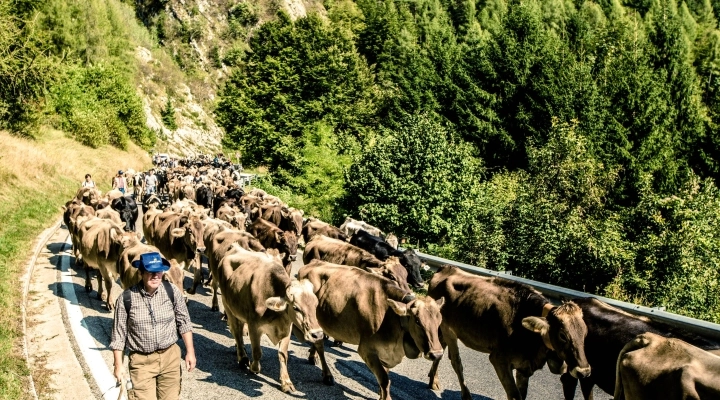 Transumanza: a Bressanvido (VI) una festa corale per l’arrivo di 600 bovini dall’alta montagna