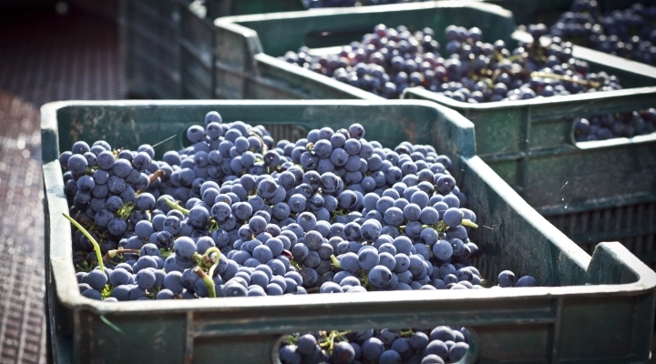 CANTINA VIGNAIOLI DEL MORELLINO DI SCANSANO VINCE SULLA PIOGGIA E SULLA PERONOSPORA GRAZIE A SOS WINE