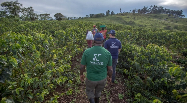 Volcafe in Uganda, obiettivo caffè di qualità, sostegno ai farmer  e interventi per la salvaguardia dell’ambiente