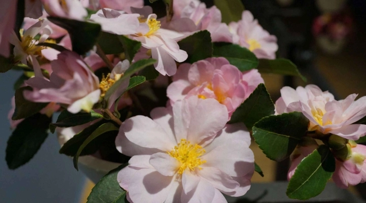 Splendore Invernale a Verbania: Tutto pronto per la XVIII Mostra della Camelia a Villa Giulia. 