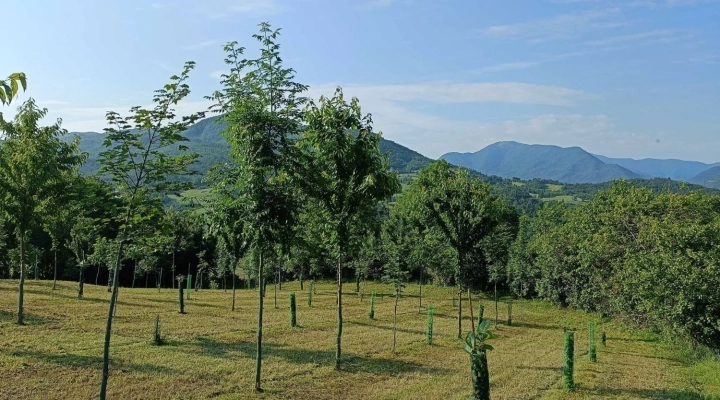 Giornata Nazionale degli Alberi, l’Oasi Agromonte per promuovere la biodiversità e la resilienza degli ecosistemi