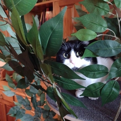 Un albero tiragraffi per gatti da tenere nel proprio salotto!