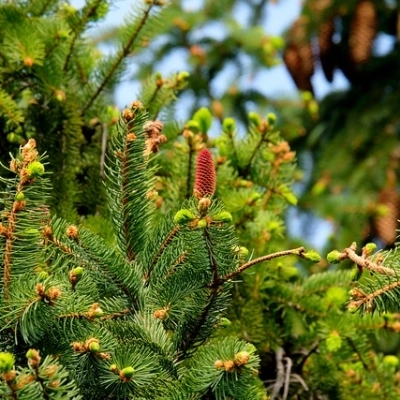 Conifersgarden.it, ampia vetrina virtuale sulle conifere