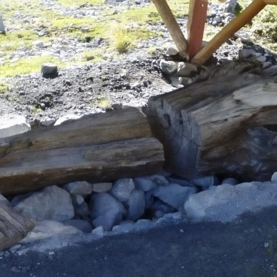 L’acero della “Val Venosta” testimone silenzioso del cambiamento climatico e del ritiro dei ghiacciai