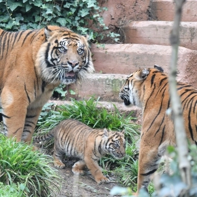 KALA, LA TIGROTTA DEL BIOPARCO DI ROMA, DA OGGI È VISIBILE AL PUBBLICO