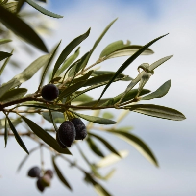 Infuso di Foglie di Olivo: Una Bevanda Antica per il Benessere Mentale e Fisico