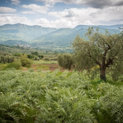 XII edizione di Bianco Tanagro