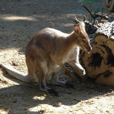 AL BIOPARCO VISITA GUIDATA ‘L’ORA DELLA TERRA’