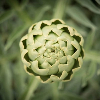 XII edizione di Bianco Tanagro