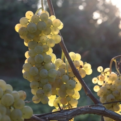 Il Consorzio Tutela Vini dei Campi Flegrei e Ischia al Vinitaly di Verona dal 14 al 17 aprile