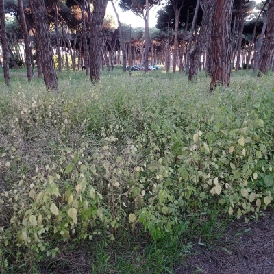 Italia dei Diritti denuncia il degrado del parco Clemente Riva a Ostia, superficialità o incompetenza amministrativa?