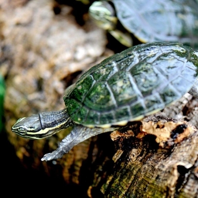 Domenica 9 giugno giornata di sensibilizzazione sulle specie minacciate del Vietnam 