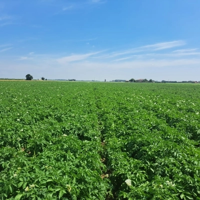 Potatoes Forever!: la sostenibilità parte dalla ricerca