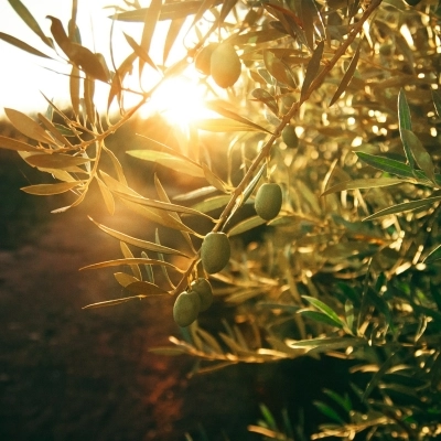 I Benefici dell'Infuso di Olivo: Un Rimedio Naturale per il Benessere