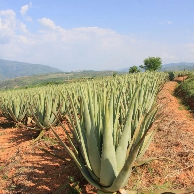 Aloe vera, un'opportunità di reddito e di benessere