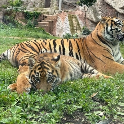 Domenica 28 luglio al Bioparco giornata dedicata alla Tigre