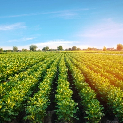 La tutela della natura al centro della campagna UE Potatoes Forever!